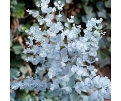 Eucalyptus - Eucalyptus gunnii Azura