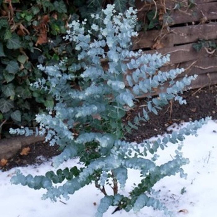 Eucalyptus (Eucalyptus gunnii Azura)