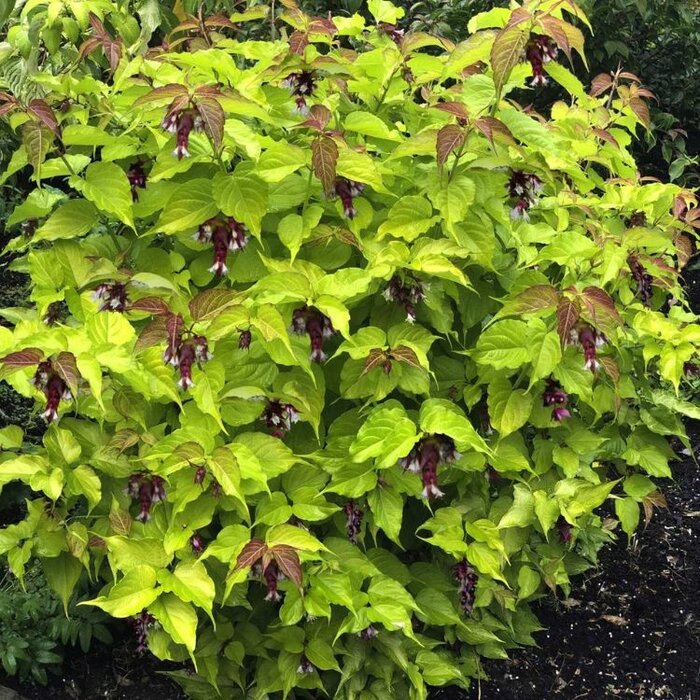 Fazantenbes - Leycesteria formosa 'Little Lanterns'