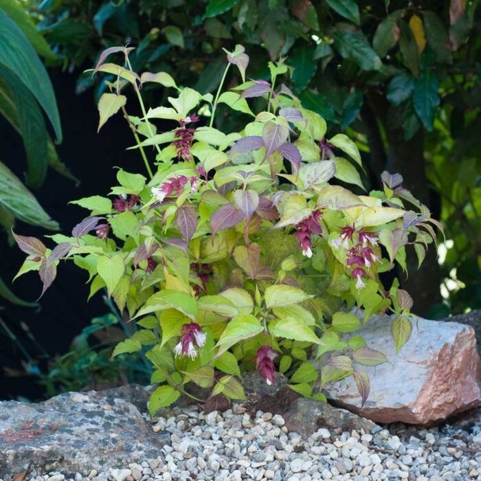 Fazantenbes - Leycesteria formosa 'Little Lanterns'