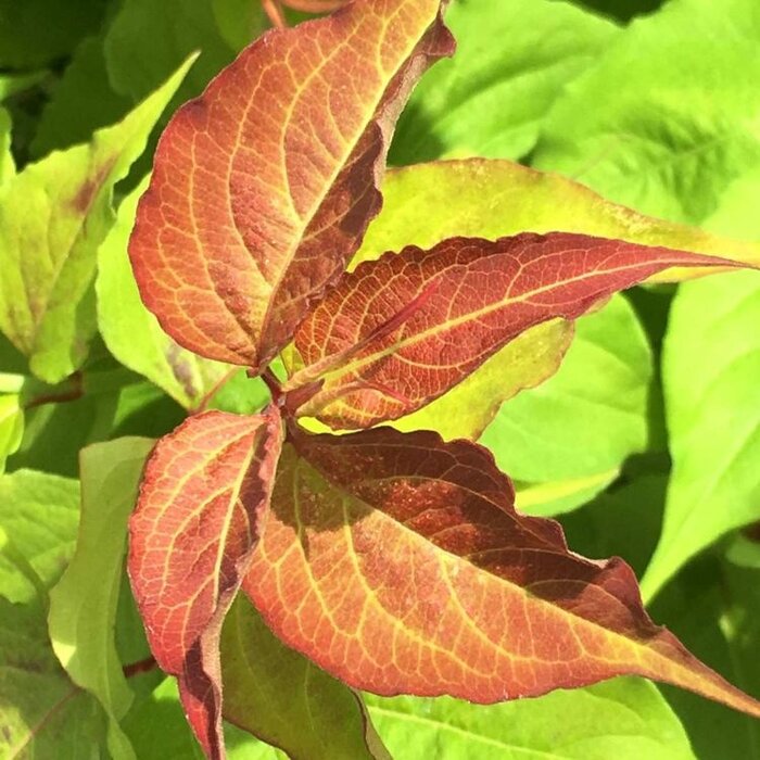 Fazantenbes - Leycesteria formosa 'Little Lanterns'
