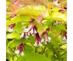 Leycesteria formosa - Fazantenbes