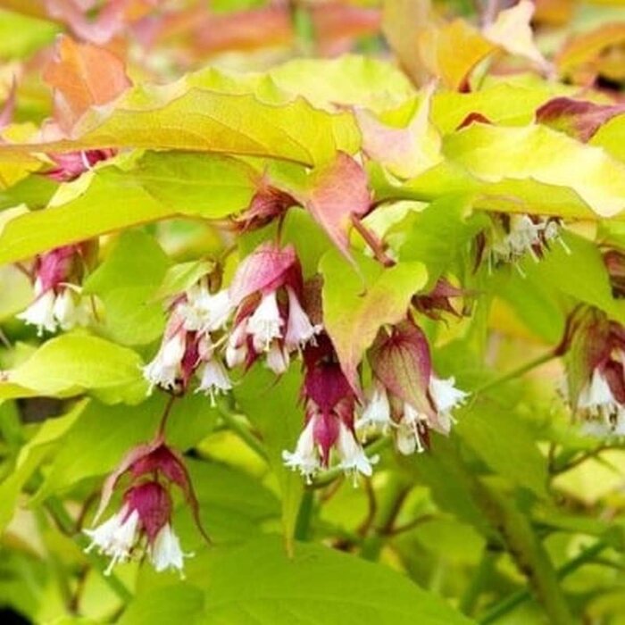Fazantenbes - Leycesteria formosa
