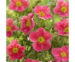 Potentilla fruticosa 'Danny Boy' - Ganzerik