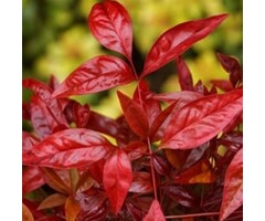 Hemelse bamboe - Nandina domestica 'Blush Pink'