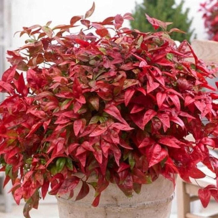Hemelse bamboe (Nandina domestica 'Blush Pink')
