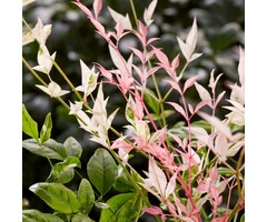 Hemelse bamboe - Nandina domestica 'Twilight'