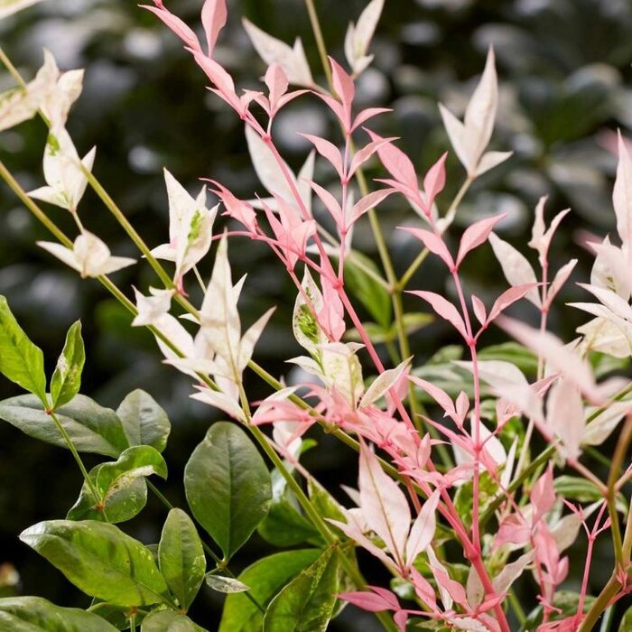 Hemelse bamboe (Nandina domestica 'Twilight' )