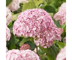 Hydrangea Candybelle Bubblegum - Hortensia