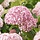 Hortensia - Hydrangea arborescens Candybelle Bubblegum