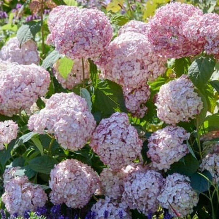 Hortensia - Hydrangea arborescens Candybelle Bubblegum