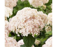 Hydrangea Candybelle Marshmallow - Hortensia