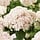 Hortensia - Hydrangea arborescens Candybelle Marshmallow