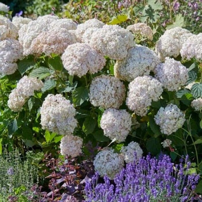 Hortensia - Hydrangea arborescens Candybelle Marshmallow