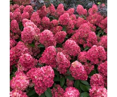Hydrangea paniculata Bonfire - Pluimhortensia