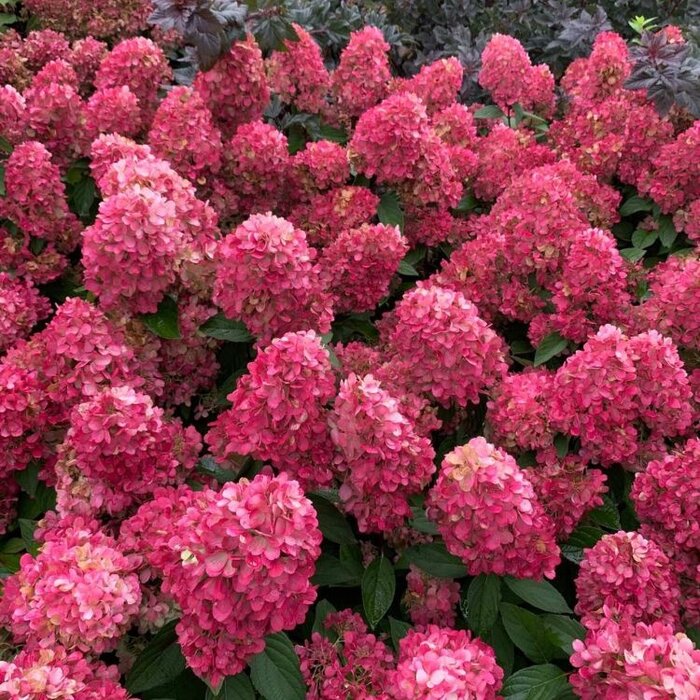 Hydrangea paniculata Bonfire - Pluimhortensia