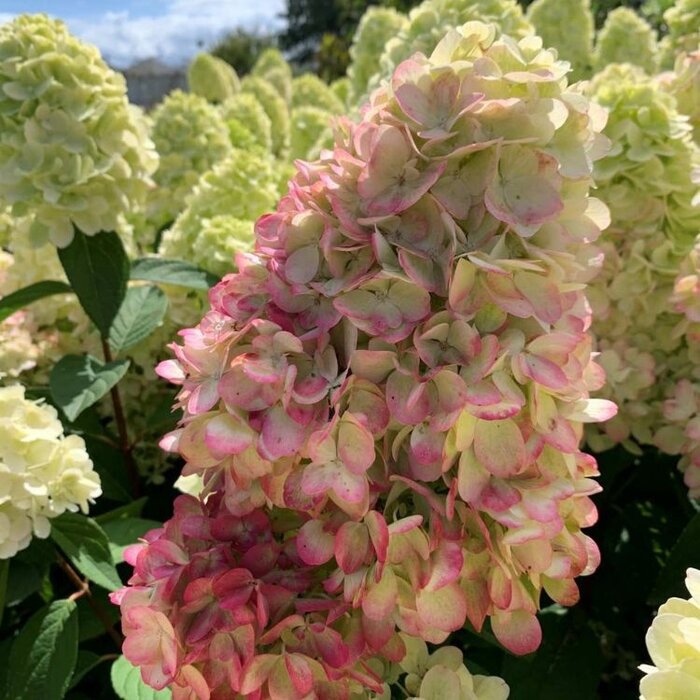 Hydrangea paniculata Bonfire - Pluimhortensia