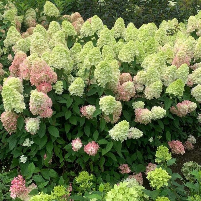 Hydrangea paniculata Bonfire - Pluimhortensia