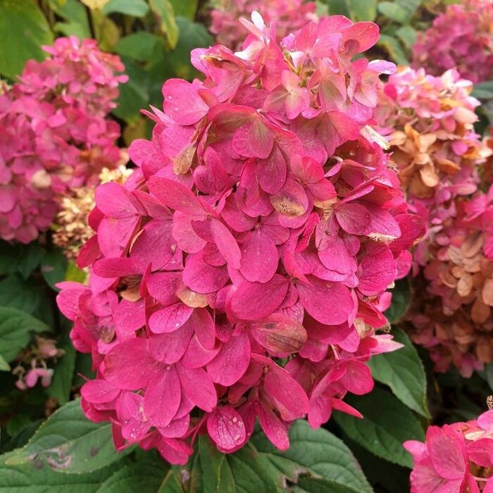 Hydrangea paniculata Bonfire - Pluimhortensia