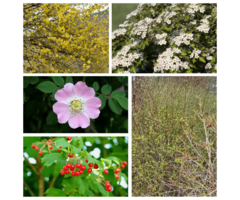 Wilde haag pakket (5 m2)