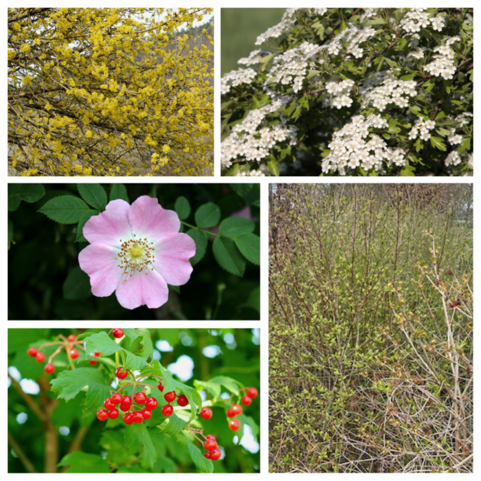 Wilde haag pakket (5 m2)