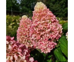 Hydrangea paniculata  'Little Fresco'  - Pluimhortensia