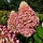 Hydrangea paniculata  'Little Fresco'  - Hortensia