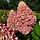 Hydrangea paniculata  'Little Fresco'  - Pluimhortensia