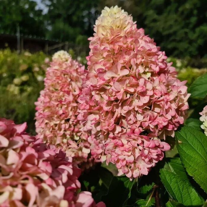 Hydrangea paniculata 'Little Fresco' - Pluimhortensia