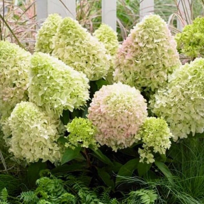 Hydrangea paniculata 'Little Fresco' - Pluimhortensia