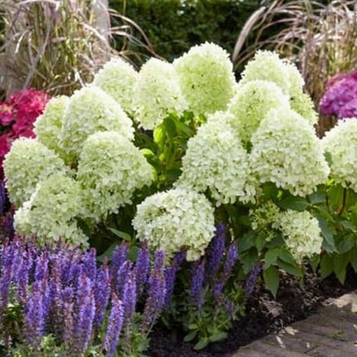 Hydrangea paniculata 'Little Spooky' - Pluimhortensia
