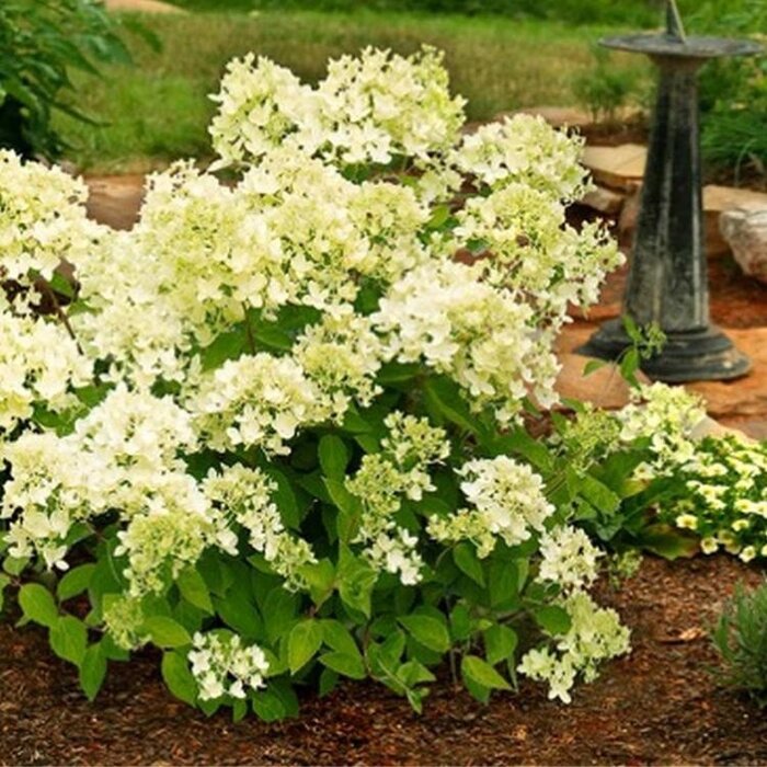 Pluimhortensia (Hydrangea paniculata 'Bombshell' )