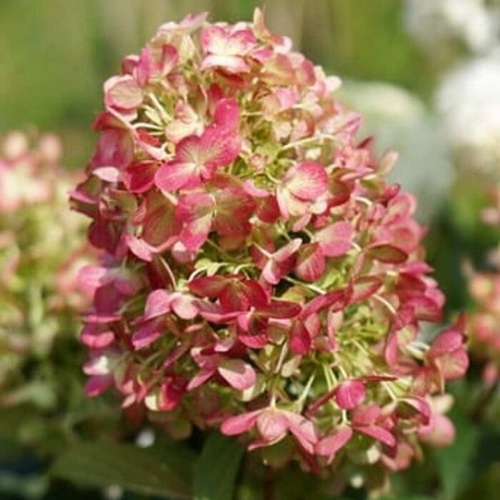 Pluimhortensia (Hydrangea paniculata 'Graffity')