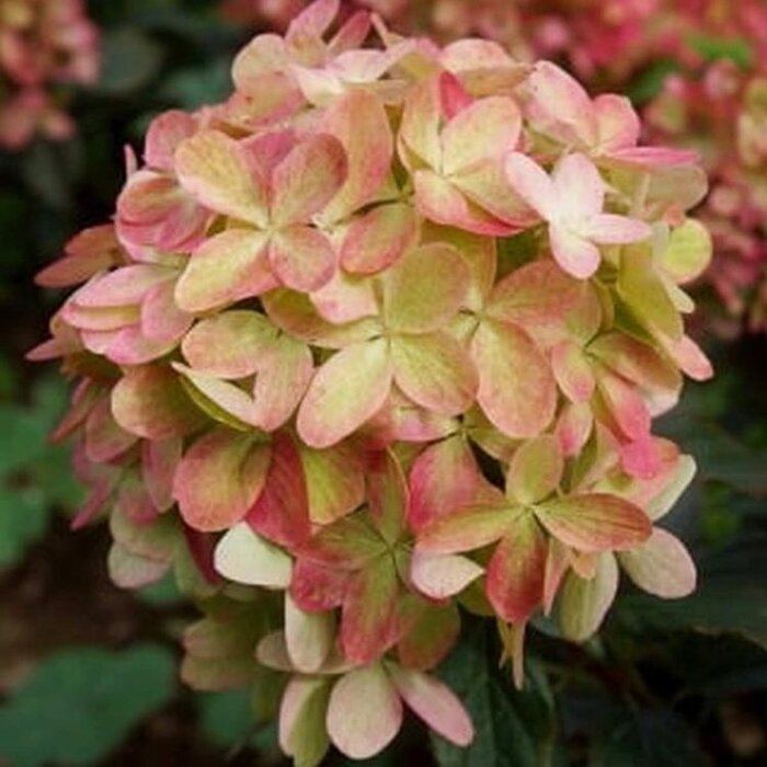 Pluimhortensia (Hydrangea paniculata 'Graffity')