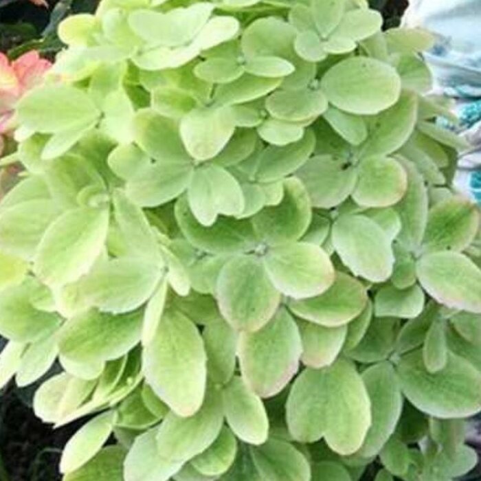 Pluimhortensia (Hydrangea paniculata 'Graffity')