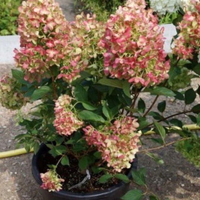 Pluimhortensia (Hydrangea paniculata 'Graffity')