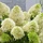Pluimhortensia (Hydrangea paniculata 'Skyfall')