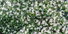 Meidoornhaag (Crataegus)