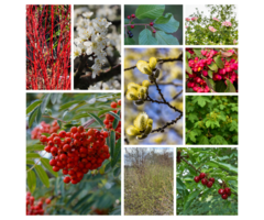 Wilde inheemse bosbeplanting met onderbegroeiing