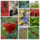 Wilde inheemse bosbeplanting met onderbegroeiing voor 15m2 PRE-ORDER
