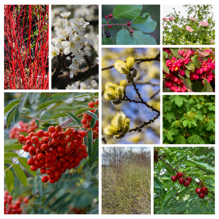 Wilde inheemse bosbeplanting met onderbegroeiing voor 15m2 PRE-ORDER