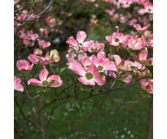 Meerstammige Kornoelje - Cornus florida 'Rubra' Meerstammig