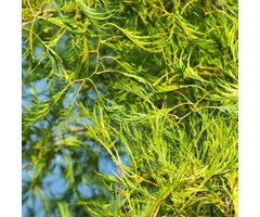 Zwarte Els - Alnus glutinosa (beveerd)