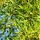 Zwarte Els - Alnus glutinosa (Kale wortel) PRE-ORDER