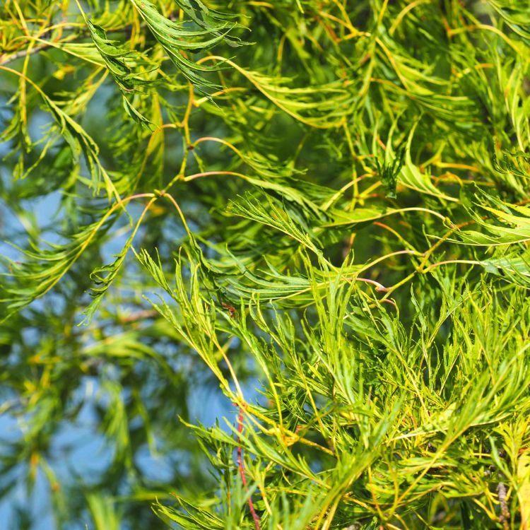 Zwarte Els - Alnus glutinosa (Kale wortel) PRE-ORDER