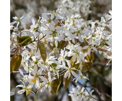 Krentenboom - Amelanchier lamarckii (beveerd)