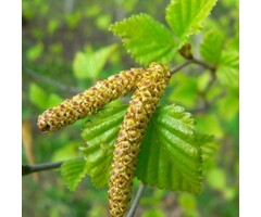 Ruwe berk - Betula pendula (beveerd)