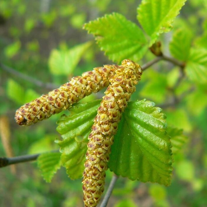 Ruwe berk - Betula pendula (Kale wortel)