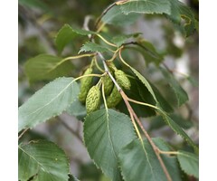 Zachte berk - Betula pubescens (beveerd)