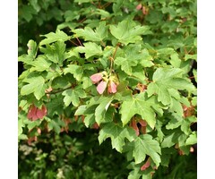 Gewone Esdoorn boom - Acer pseudoplatanus (beveerd)